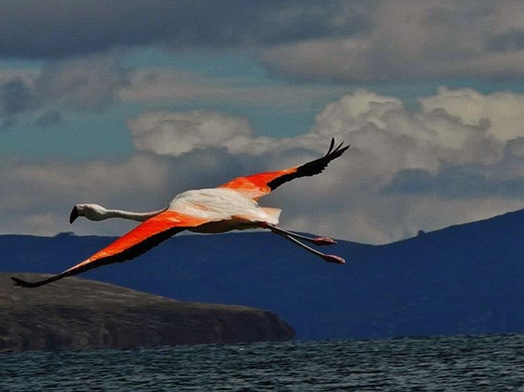 Andean Flamingo Peru