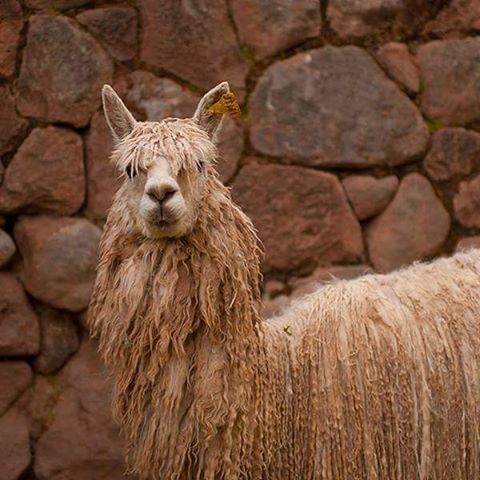 Animals of Peru