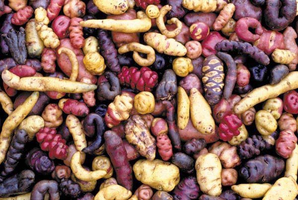 Peruvian potatoes